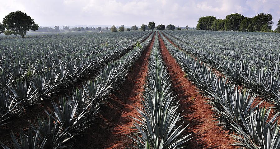 Demystifying Tequila, One Sip at a Time